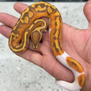 Black Head Ultra Pied Male