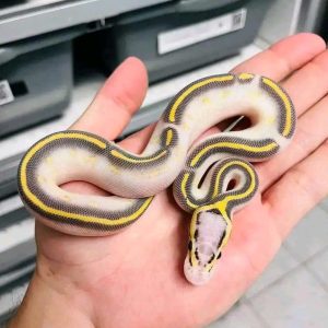 Pastel Highway male