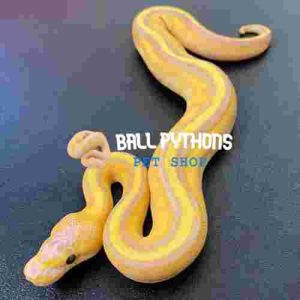 Coral glow genetic stripe female