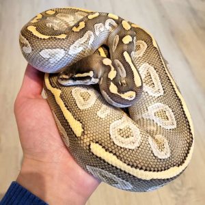 Female Super phantom