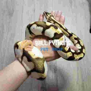 Female Calico Spider Pastel Poss Yellow Belly