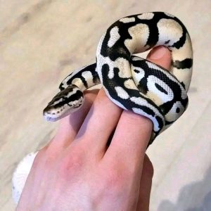 Male Axanthic Firefly Poss yellow belly