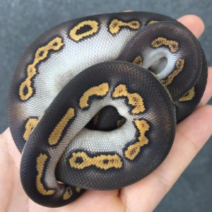 Mojave Black Pastel Wookie Clown Male