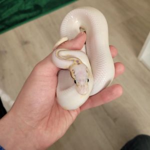 Super Pastel Highway Female