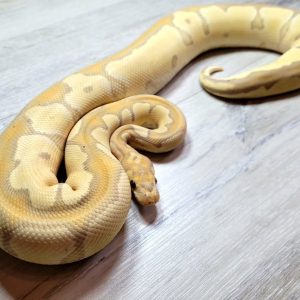 Female Banana Clown