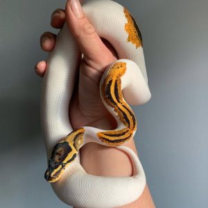 ODYB Pied Het Clown Male