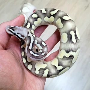Pastel Lesser Orange Dream Desert Ghost Female