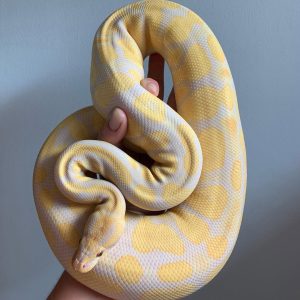 YB Lavender Albino Het Pied Female