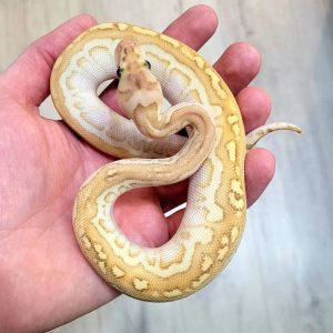 Banana Butter clown male