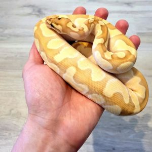 Banana Butter Enchi Female