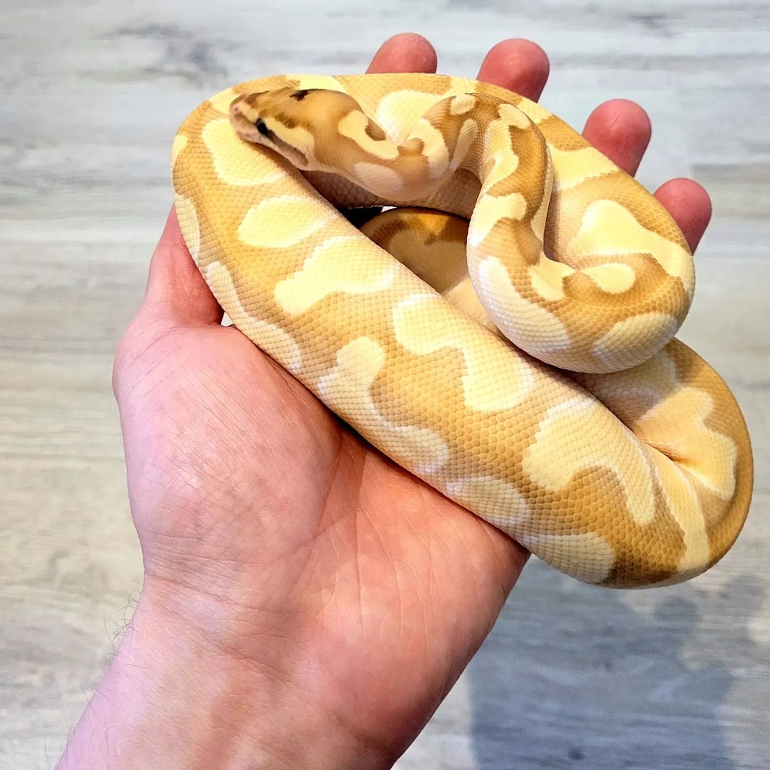 Banana Butter Enchi Female