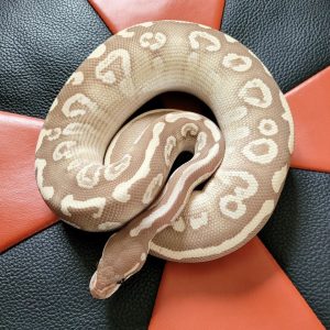 Coral Glow Super Phantom Female