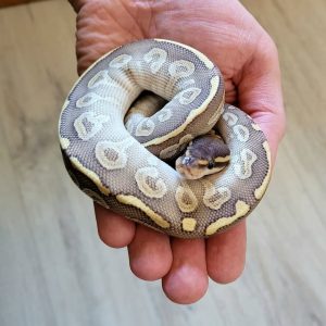 Mojave Phantom male