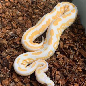 Albino Lavender Female